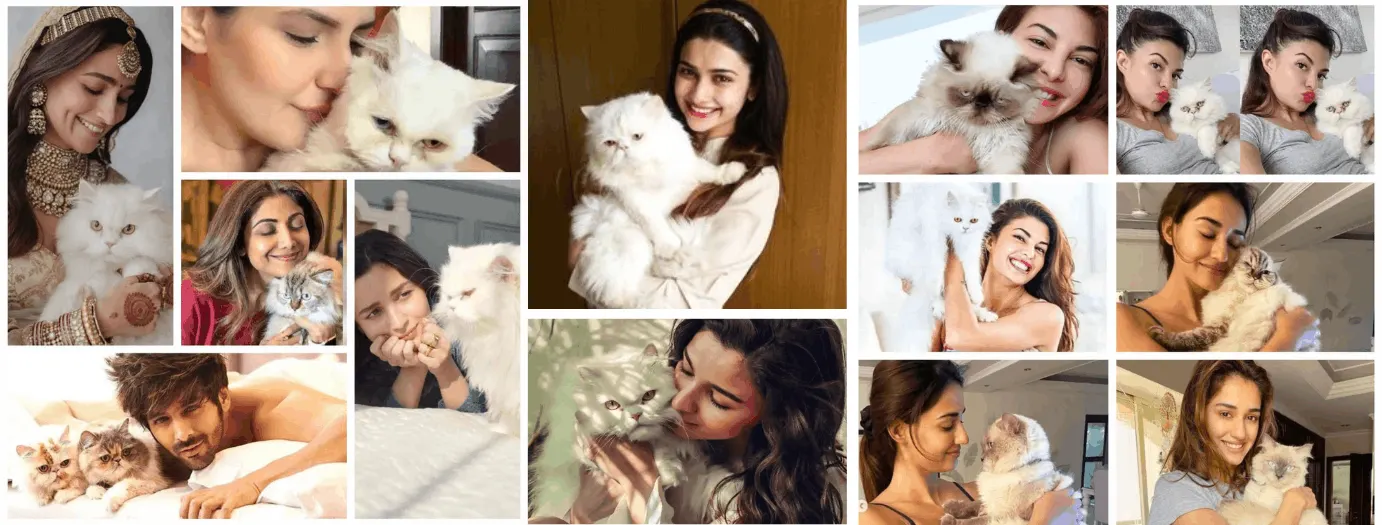 Persian kitten customer review